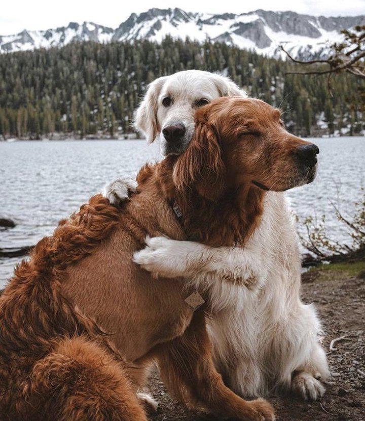 perros